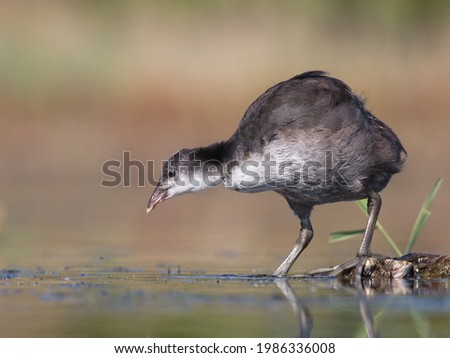 Young coot searching for food