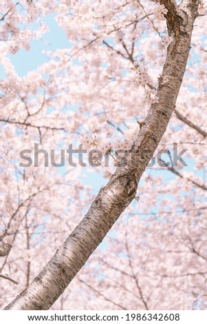 A picture of cherry blossoms blooming in warm spring with full of pink colored.