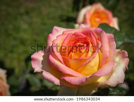 Image of a tender yellow-pink rose with green leaves in Rome in Italy