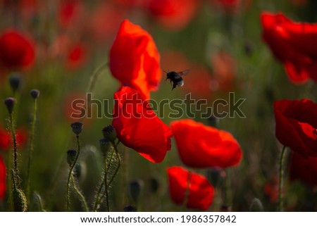 three-threaded poppy bee flying in the air