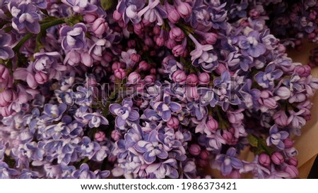 the most beautiful purple lilacs