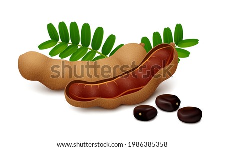 Tamarind fruits (whole and half opened pod with pulp), seeds and leaves, isolated on white background. Realistic vector illustration. Royalty-Free Stock Photo #1986385358