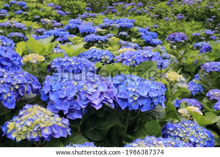 Pictures of beautiful hydrangea in Japan