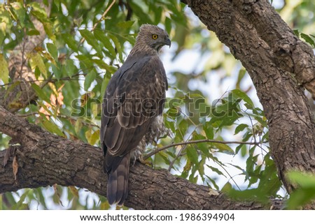 A large Crested hawk-eagle (Nisaetus cirrhatus), perched on a tree branch. Also called Changeable hawk-eagle. A large bird of prey.