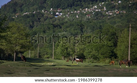 idyllic landscape horses graze in the meadow with mountains in the background