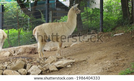 pictures of lama inside a zoo with its friends enjoying the sunlight