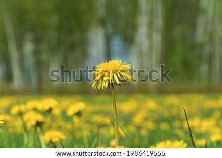 Yellow dandelion flower on a blurred background with bokeh elements. Stock photography.