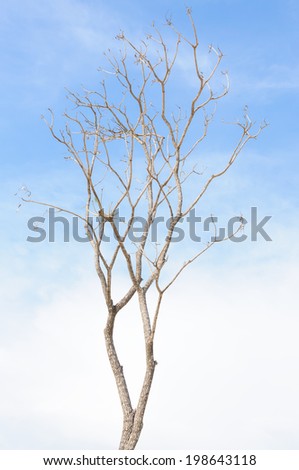 Dead tree isolated on blue sky background 