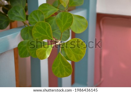 Mistletoe Fig, Mistletoe Rubber Plant, potted plant, Homes and Gardens, Tropical, Bangkok, Thailand