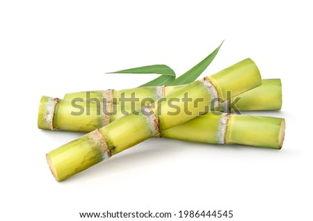 Fresh sugar cane with leaves  isolated on white background.  Royalty-Free Stock Photo #1986444545
