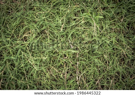Abstract natural background. Collection with different colour tones of green grass, copy space. Summer fresh and football mood. For design wallpaper screensaver web backdrop