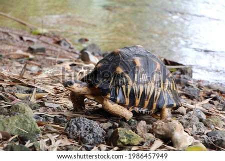 Portrait of radiated tortoise,The radiated tortoise eating flower ,Tortoise sunbathe on ground with his protective shell ,cute animal ,Astrochelys radiata ,The radiated tortoise from Madagascar