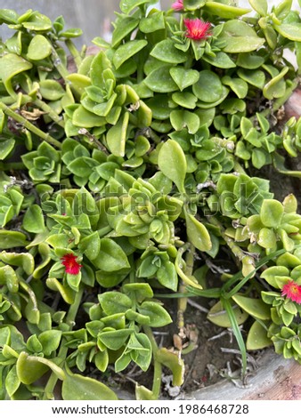 crassula plant - Thick leaves