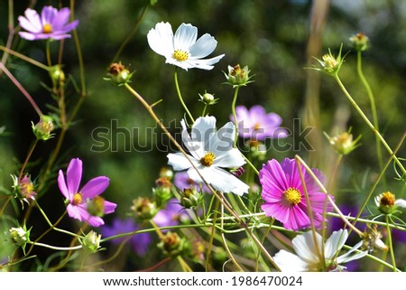 Cosmos, is regarded as indigenous in South Africa. They bloom in various colours- pink, red, white and cerise.It was introduced via contaminated horsefeed during the Anglo-Boer war Royalty-Free Stock Photo #1986470024
