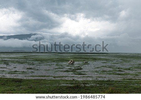 Large puddles and a skull of a dead animal during a storm in Ngorongoro Crater National Park, Tanzania