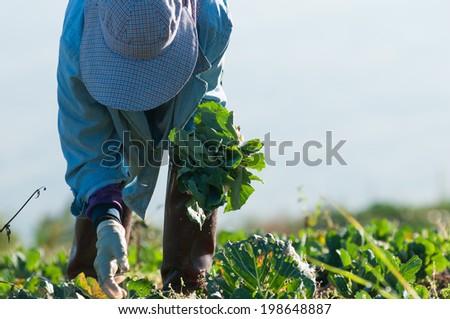  Farmer working in the cabbage field