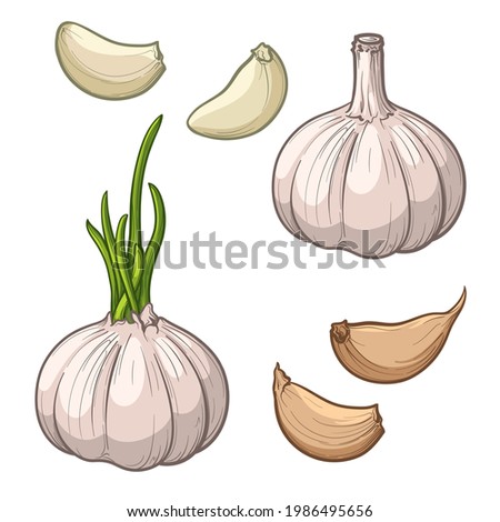 Garlic isolated on a white background. Garlic head and clove. Set of garlic. Hand drawn vector illustration. Royalty-Free Stock Photo #1986495656