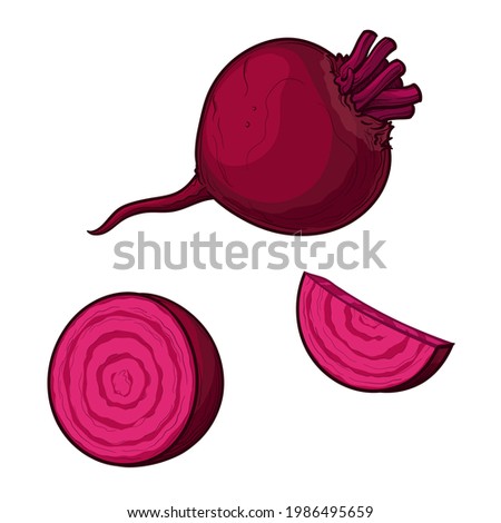 Vector beets isolated on a white background. Red beetroot whole, cut, slice. Set of beets. Royalty-Free Stock Photo #1986495659