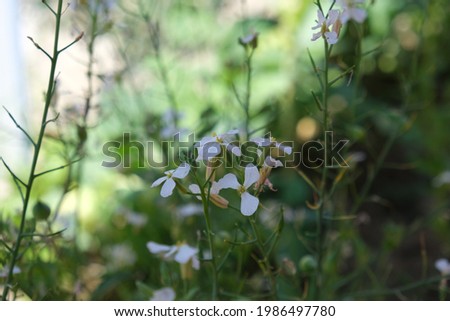 white daisies in the bushes