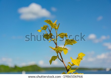 Green branch on a blurred background with bokeh elements. Stock photography.