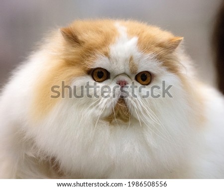 Brachycephalic long haired persian cat Royalty-Free Stock Photo #1986508556