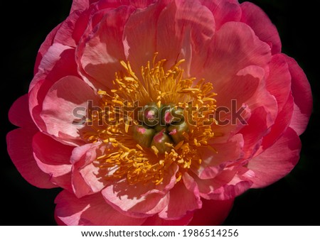 inside of a big pink peony flower