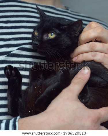 cute black cat in the arms of the owner