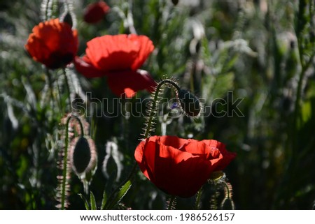 
blooming and non-blooming wild poppy flower with green blurred background