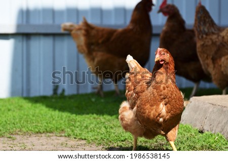 A chicken walks on the grass in the backyard of a country house against other chickens and an iron fence close up with a copy space. High quality photo
