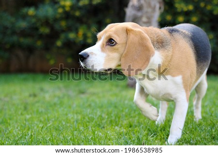 Cute obedient beagle dog walking with one paw lifted hunting playing at saturated park backyard, with copy space for text, horizontal