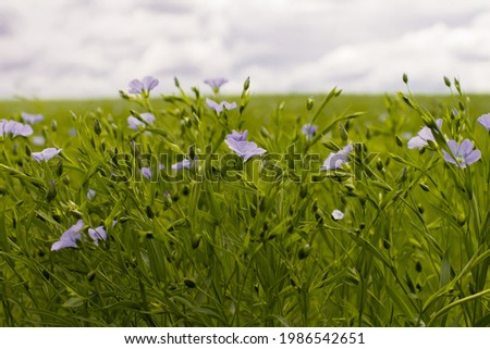 field of blooming blue flax against the sky poster Royalty-Free Stock Photo #1986542651