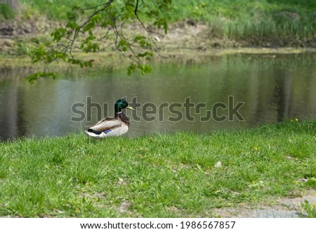 Organic roaming natural  village duck on the pond selective focus Royalty-Free Stock Photo #1986567857
