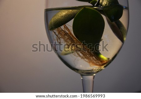 Plant with carnets in a glass of water
