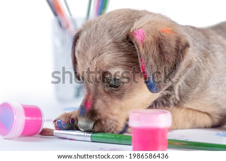 mongrel puppy gnaws a paintbrush on white background
