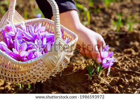 picking saffron in a wicker basket. Saffron flowers on a saffron field during flowering. Royalty-Free Stock Photo #1986593972