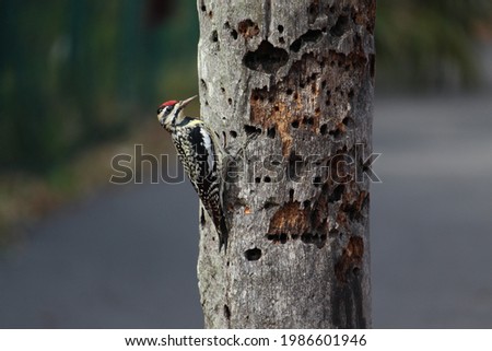 mocking bird on tree trunk