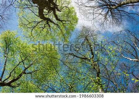 photo of tall trees with new leaves and sky