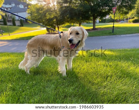 Happy Golden Retriever on a walk