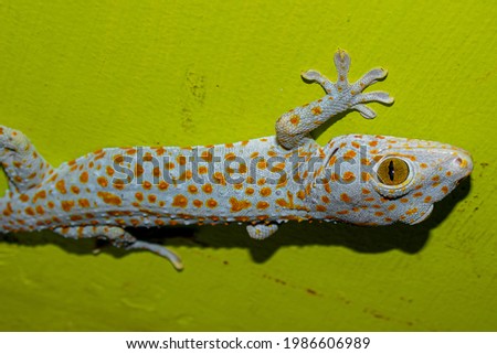 close up of Medium sized gecko