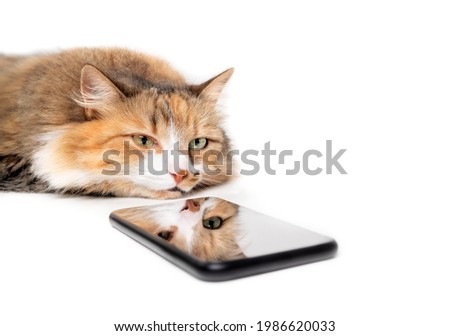 Cat with smartphone. Fluffy female kitty with bored and sleepy expression. Cats reflection is on the blank display. Concept for animals or pets using technology. Selective focus. Isolated on white. 