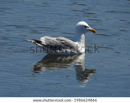 
			
Seagull swimming in the glassy waters		