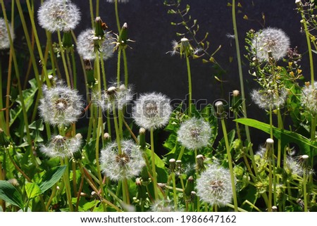 A group of fluffy dandelions on the background of a gray wall in the garden. Summer beautiful picture. Close up, wallpaper. Horizontal orientation..

