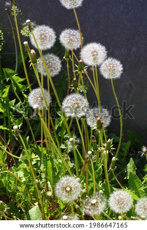 A group of fluffy dandelions on the background of a gray wall in the garden. Summer beautiful picture. Close up, wallpaper. Vertical orientation.