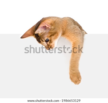 Playful Abyssinian young cat looks down above empty white banner. Isolated on white background.