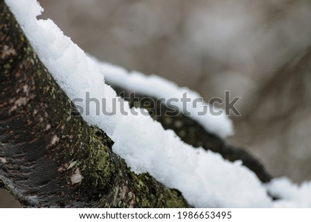 Snow on Tree Branch during Winter
