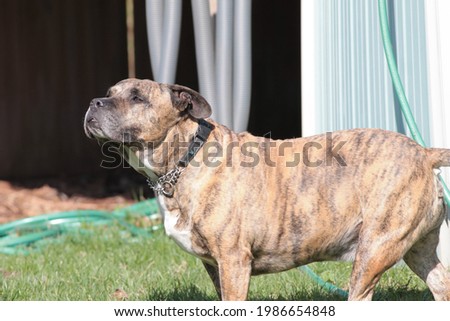 Pit Mastiff Looking Up While Outside