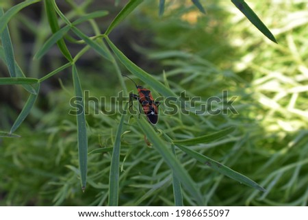 Pyrrhocoris apterus on a green blade of grass.