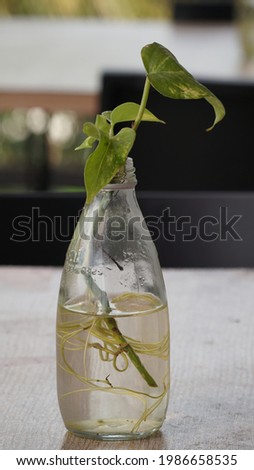 Ornamental Betel Plant in a glass bottle on a blurred background. green environment concept picture