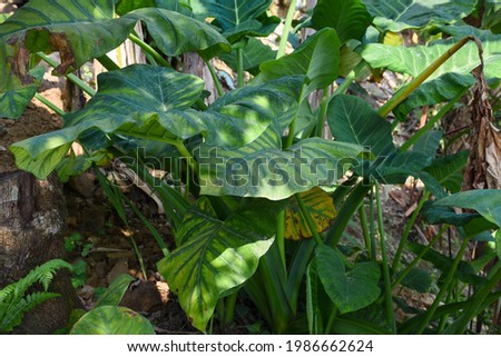 Alocasia clypeolata commonly known as Elephant Ears, a decorative Alocasia with contrasting leaves.