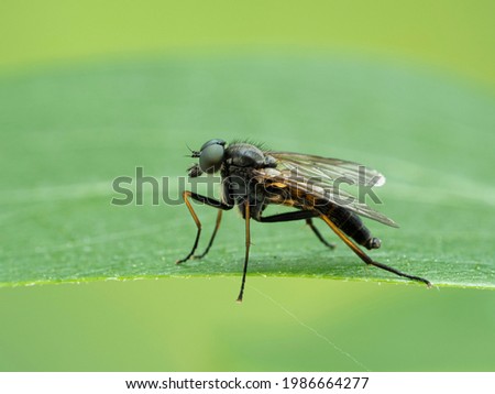 close-up of a male snipe fly, Rhagio species, resting on the edge of a leaf, Boundary Bay salt marsh, Delta, Canada